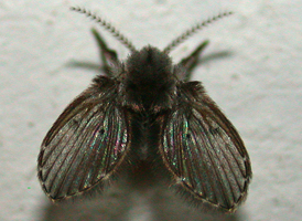 Clogmia albipunctata Clogmia albipunctata